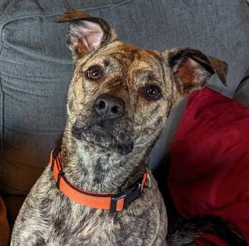 Pit Bull Terrier Dogs Available for Adoption in Shiloh, Illinois - Remington (Remy) | PetCurious