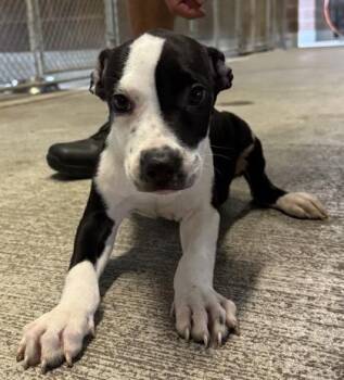 Ludlow -  Mixed Breed Dog for Adoption in Savannah, Georgia - Ludlow | PetCurious
