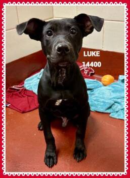 Rescue Pit Bull Terrier Dogs for Adoption in Marietta, Georgia - LUKE | PetCurious
