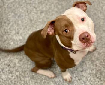 Terrier and Mixed Breed Dogs Available for Adoption in Urbandale, Iowa - Maliha (Maleeya) | PetCurious
