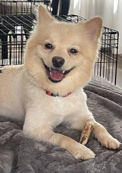 Rescue Pomeranian Dogs for Adoption in Doylestown, Pennsylvania - Kash | PetCurious