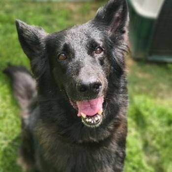 Diamond -  Shepherd Dog for Adoption in Stanley, Virginia - Diamond | PetCurious
