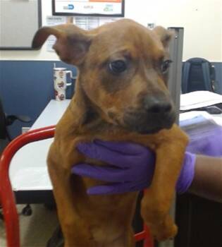 Pit Bull Terrier and Mixed Breed Dogs Available for Adoption - LAUNDRY | PetCurious