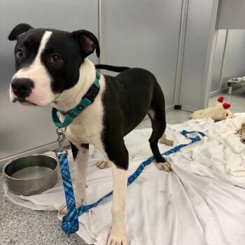 Mooncalf -  Mixed Breed Dog for Adoption in Mentor, Ohio - Mooncalf | PetCurious