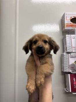 SPROUT - ADOPTION PENDING -  Terrier Dog for Adoption in Ontario, California - SPROUT - ADOPTION PENDING | PetCurious