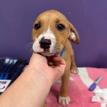 Luca -  Mixed Breed Dog for Adoption in Englewood, Florida - Luca | PetCurious