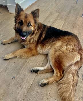 German Shepherd Dog Dogs Available for Adoption - Rusty | PetCurious