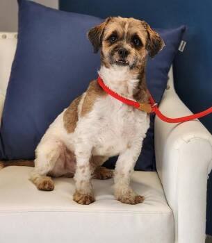 Shih Tzu Dogs Available for Adoption - Manolo | PetCurious