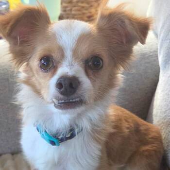 Linus -  Papillon and Chihuahua Dog for Adoption in Phoenix, Arizona - Linus | PetCurious
