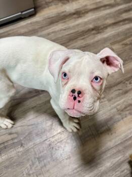 Boxer Dogs Available for Adoption - Kilo | PetCurious