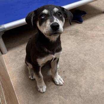 Melon -  Mixed Breed Dog for Adoption in Spokane, Washington - Melon | PetCurious