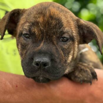 NY Paddler Avail Jun 13 (Choice Pet Carmel) -  Labrador Retriever and Pit Bull Terrier Dog for Adoption in Stormville, New York - NY Paddler Avail Jun 13 (Choice Pet Carmel) | PetCurious