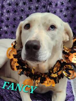 Fancy - Fall in Love with this beauty -  Labrador Retriever and Boxer Dog for Adoption in Andover, Massachusetts - Fancy - Fall In Love With This Beauty | PetCurious