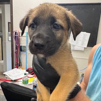 Fuse -  Mixed Breed Dog for Adoption in Columbiana, Alabama - Fuse | PetCurious