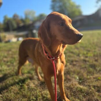 Rescue Golden Retriever Dogs for Adoption in Middletown, Ohio - Cora | PetCurious