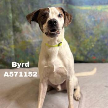BYRD -  Foxhound and Black Mouth Cur Dog for Adoption - BYRD | PetCurious