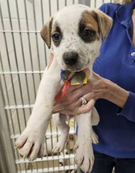 Australian Cattle Dog Blue Heeler and Mixed Breed Dogs Available for Adoption in St. Louis, Missouri - OTTO | PetCurious