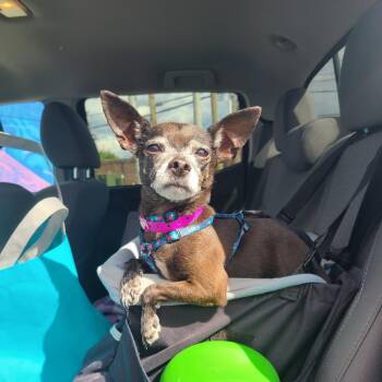 Olive -  Chihuahua Dog for Adoption in Northville, Michigan - Olive | PetCurious