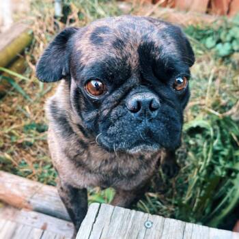 Eugene -  Pug Dog for Adoption in Cincinnati, Ohio - Eugene | PetCurious