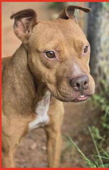 Rescue Staffordshire Bull Terrier Dogs for Adoption in Franklin Township, New Jersey - Gypsy | PetCurious