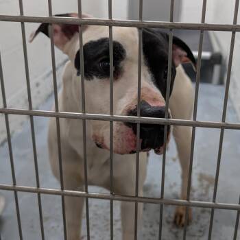 American Bulldog Dogs Available for Adoption in Ravenna, Ohio - 190394 LOOKING FOR Owner | PetCurious