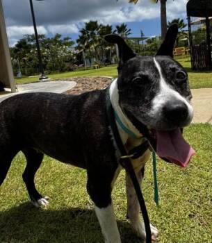 Staffordshire Bull Terrier and Mixed Breed Dogs Available for Adoption in Honolulu, Hawaii - Lilo | PetCurious