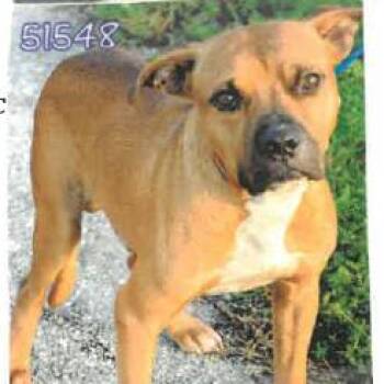Hank -  Mixed Breed Dog for Adoption in West Palm Beach, Florida - Hank | PetCurious