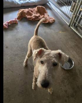 Lakeland Terrier Dogs Available for Adoption in Holly Springs, North Carolina - Tammy (HOSPICE ONLY) | PetCurious