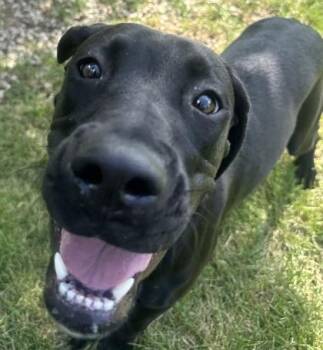 Ember -  Mixed Breed Dog for Adoption in Dubuque, Iowa - Ember | PetCurious
