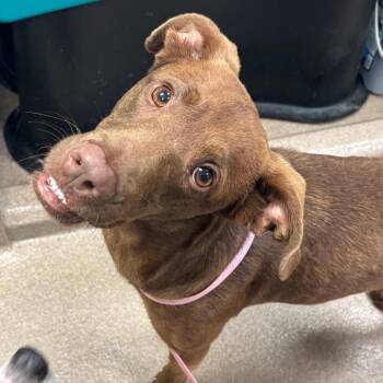 Chocolate Labrador Retriever and Mixed Breed Dogs Available for Adoption in Hinesville, Georgia - Buster B | PetCurious
