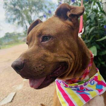 Rescue Mixed Breed Dogs for Adoption in Blacksburg, Virginia - Ginger | PetCurious