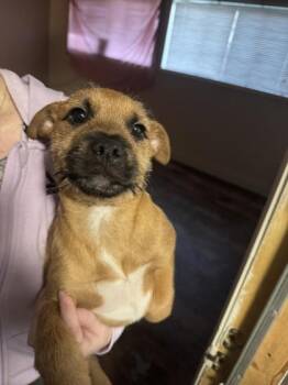 Mixed Breed Dogs Available for Adoption - Chewie | PetCurious