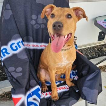 Tucker -  American Staffordshire Terrier and Mixed Breed Dog for Adoption in Corpus Christi, Texas - Tucker | PetCurious