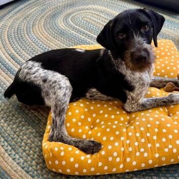 Scout (NEEDS FOSTER Chapel Hill, Tennessee) -  German Wirehaired Pointer Dog for Adoption in Santa Rosa, California - Scout (NEEDS FOSTER Chapel Hill, Tennessee) | PetCurious