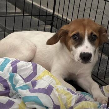 Moon 4915 -  Beagle Dog for Adoption in Loxahatchee Groves, Florida - Moon 4915 | PetCurious