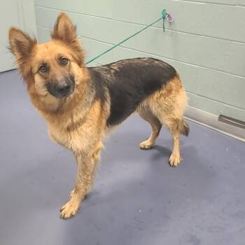 Felicity -  German Shepherd Dog Dog for Adoption in Greensboro, North Carolina - Felicity | PetCurious