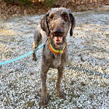 Standard Poodle Dogs Available for Adoption - Murphy (F26-01) | PetCurious