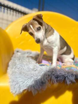 Jezebelle -  Jack Russell Terrier Dog for Adoption in Liverpool, New York - Jezebelle | PetCurious