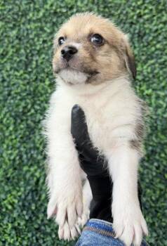 Mixed Breed Dogs Available for Adoption - 60633632 | PetCurious