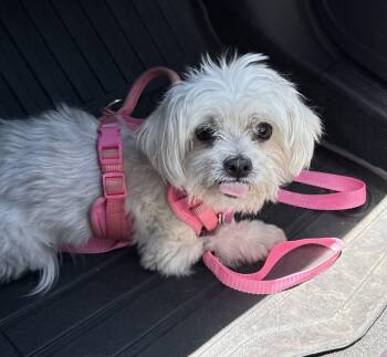 Molly -  Miniature Poodle Dog for Adoption in Portland, Oregon - Molly | PetCurious