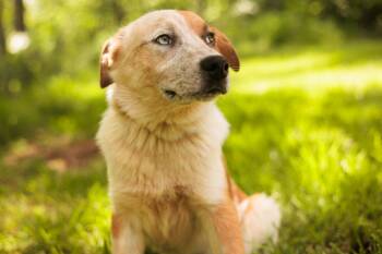 Cattle Dog Dogs Available for Adoption in Gradyville, Kentucky - Sheba | PetCurious