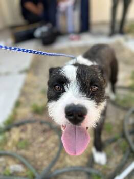 Doofy -  Scottish Terrier and Pit Bull Terrier Dog Available for Adoption in Victorville, California - Doofy | PetCurious