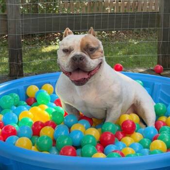 Bruno -  American Bully Dog for Adoption - Bruno | PetCurious