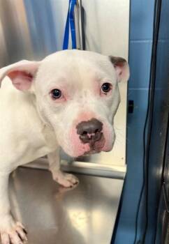 CALEB -  Pit Bull Terrier Dog for Adoption in Minneapolis, Minnesota - CALEB | PetCurious