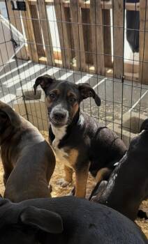 Mizzy -  Australian Shepherd Dog for Adoption in Bull Valley, Illinois - Mizzy | PetCurious