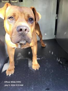 BUSTER -  American Staffordshire Terrier Dog for Adoption in San Antonio, Texas - BUSTER | PetCurious