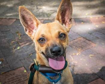 Terrier and Mixed Breed Dogs Available for Adoption - Scooby Doo | PetCurious