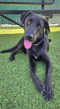 Labrador Retriever Dogs Available for Adoption in San Diego, California - Hoodie | PetCurious