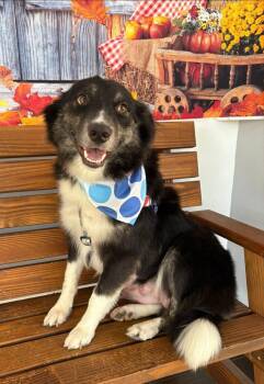 Rescue Australian Shepherd Dogs for Adoption in Agua Dulce, California - Callie | PetCurious