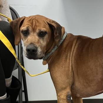 Rescue Hound Dogs for Adoption in Sadler, Texas - Beau | PetCurious